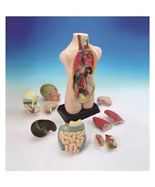 Edu Toys Human Anatomy Model - Multicolour