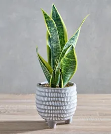 HomeBox Helena Sansevieria Leaf Faux Plant with Ceramic Pot
