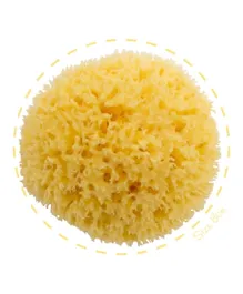 Babù Honeycomb Sea Sponge 100% Natural - Size 8