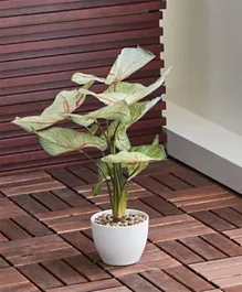 HomeBox Ilana Caladium Variegated Plant With Pot