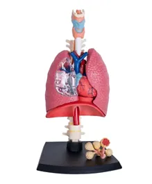 فور دي ماسترز أناتوميا الإنسان - الجهاز التنفسي