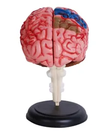 فور دي ماسترز تشريح الجسم البشري - الدماغ البشري