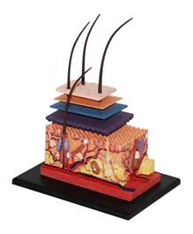 4D Masters Human Anatomy - Skin Section Model