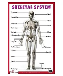 B.Jain Educational Chart Skeletal System - Multicolour