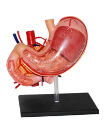 4D Masters Human Anatomy - Stomach