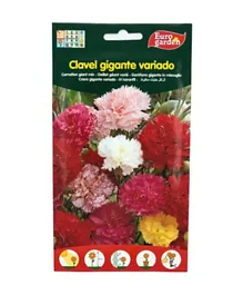 Euro Garden Carnation Giant Mix - Pack of 1