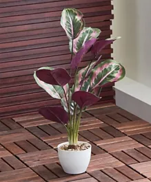 HomeBox Ilana Calathea Leaf Plant With Pot