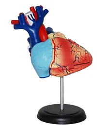 4D Masters Human Anatomy - Heart