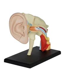 4D Masters Human Anatomy - Ear