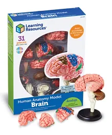 Learning Resources Brain Anatomy Model - 31 Pieces