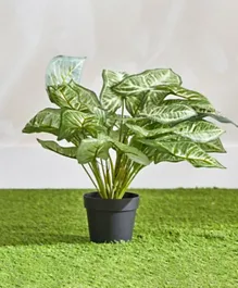 HomeBox Clarey Caladium Variegated Plant With Pot