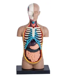 4D Masters Human Anatomy - Small Torso