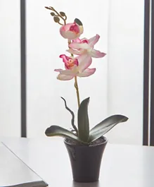 HomeBox Alyssa Orchids in Ceramic Pot