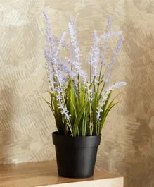 HomeBox Edenic Mini Lavender with Plastic Pot