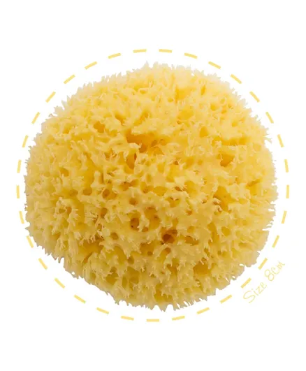 Baba Honeycomb Sea Sponge 100% Natural - Size 8