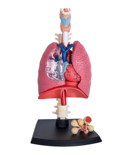 4D Masters Human Anatomy - Respiratory System