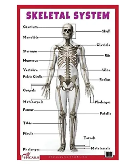 B.Jain Educational Chart Skeletal System - Multicolour