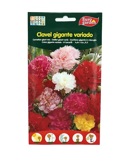 Euro Garden Carnation Giant Mix - Pack of 1