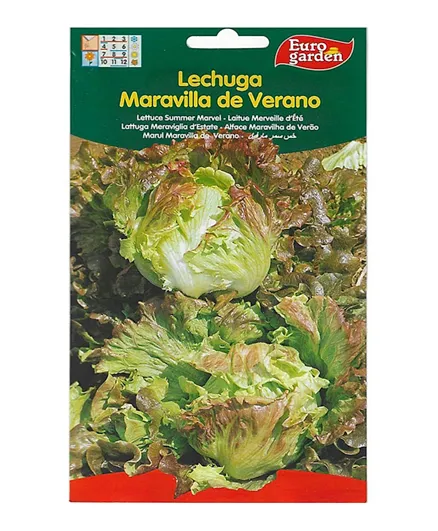 Euro Garden Lettuce
