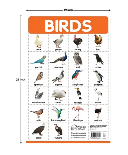 Birds Wall Chart - English