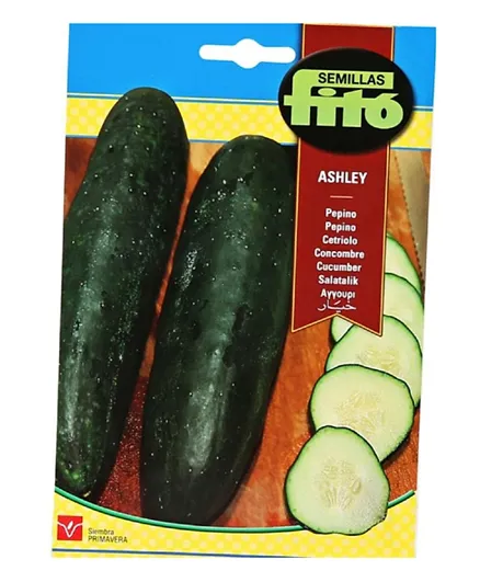 Fito Cucumber Ashley Seeds