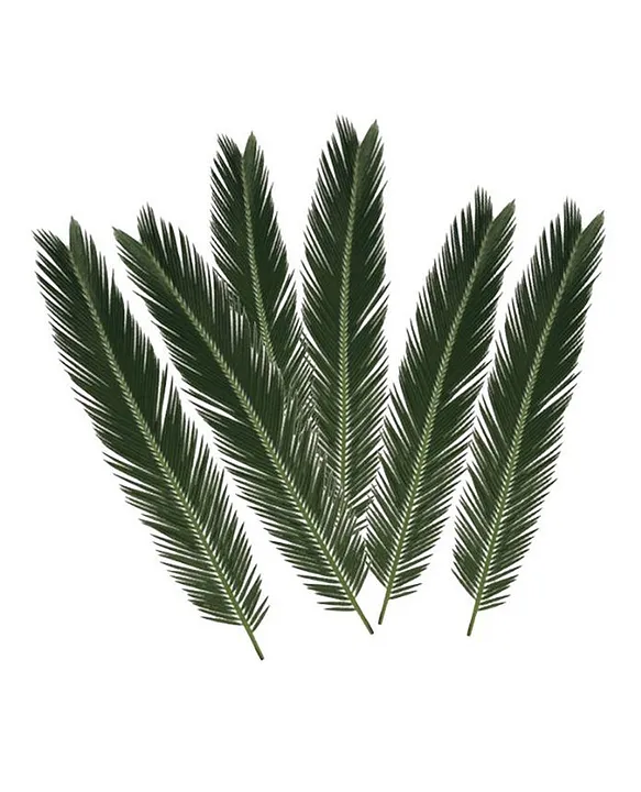 Dried palm online leaf